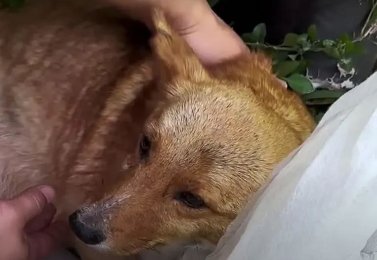 Cagnolina mostra il suo cucciolo a l'uomo che la nutre