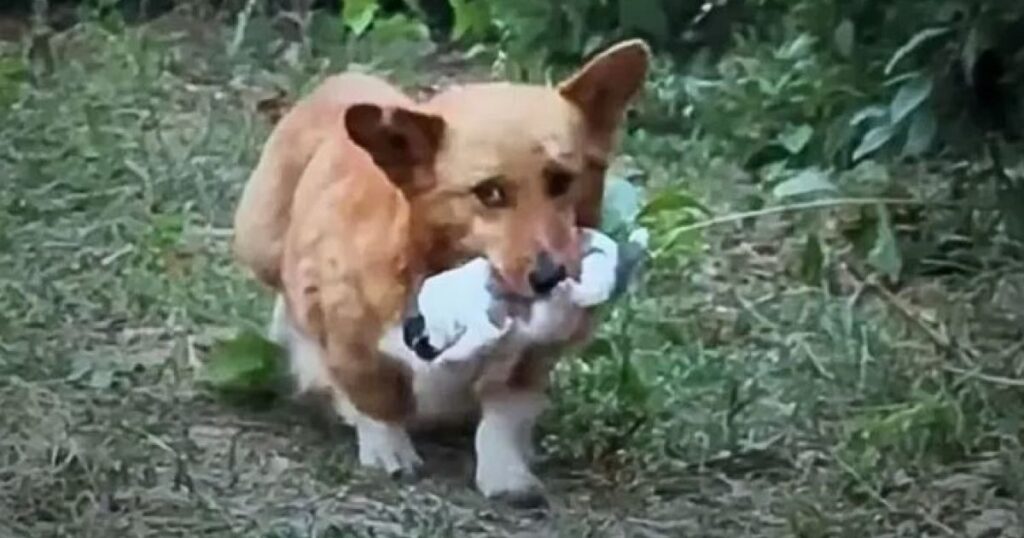 Cagnolina mostra il suo cucciolo a l'uomo che la nutre