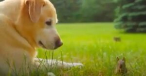 Meg il Labrador stringe amicizia con un coniglietto (VIDEO)