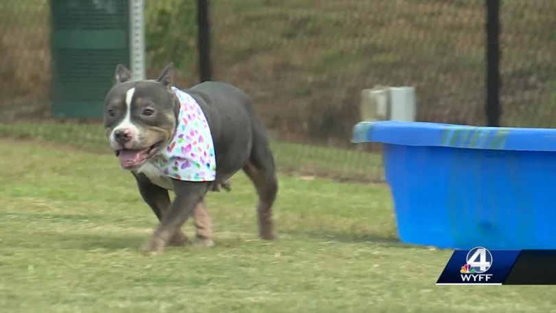 cagnolino abbandonato nonostante la sua malattia cardiaca