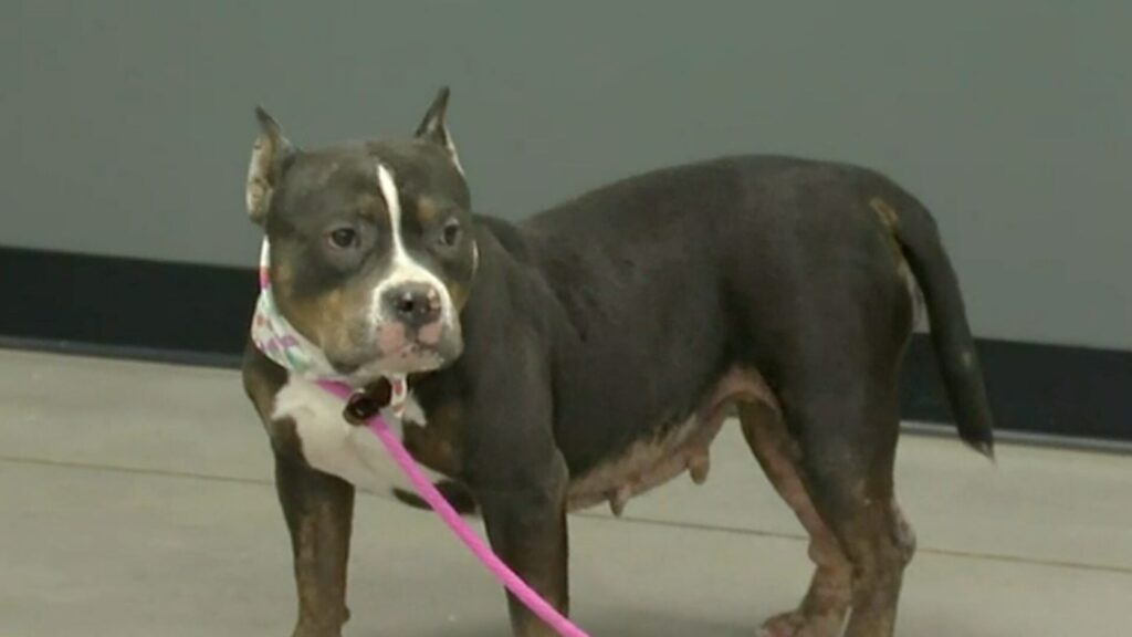 cagnolino abbandonato nonostante la sua malattia cardiaca