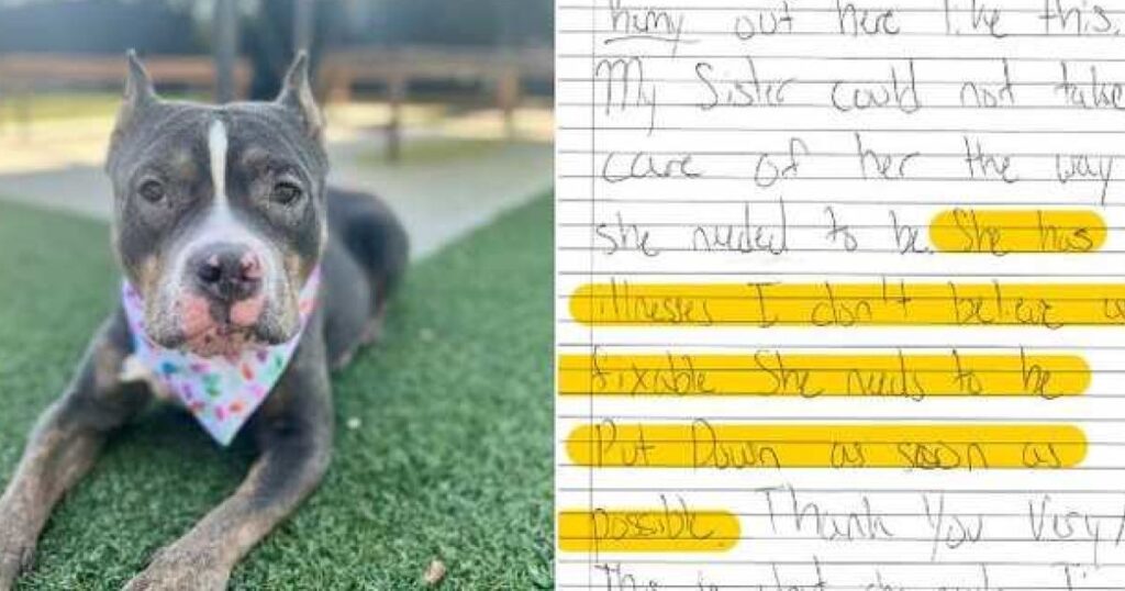 cagnolino abbandonato nonostante la sua malattia cardiaca