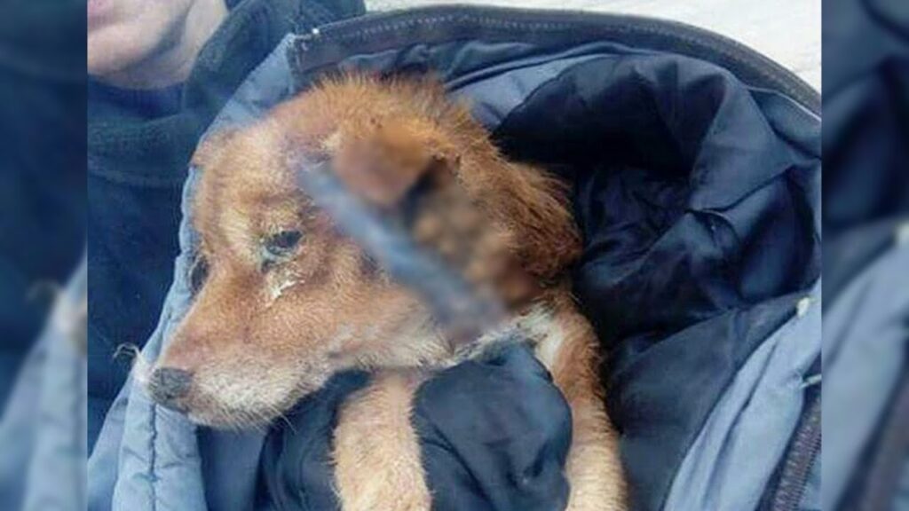 Cagnolino resta "aggrappato" alla tomba del padrone