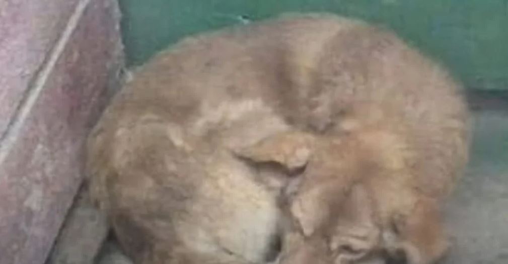 Cagnolino resta "aggrappato" alla tomba del padrone