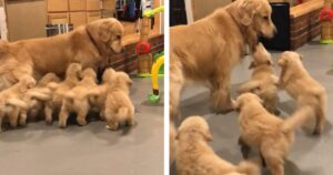 Mamma cagnolina viene circondata dai suoi cuccioli che la inseguono per gioco (VIDEO)