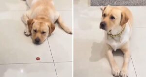 Al padrone cade una fetta di salame per terra: il Labrador la mangia alla velocità della luce (VIDEO)