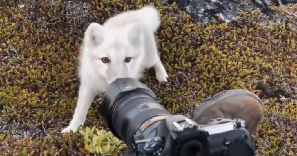 fotografo