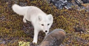 Durante un momento di pausa di un fotografo, un curioso animale si avvicina a lui