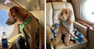 Adesso si potrà volare con i propri animali domestici in aereo: ecco quale compagnia offre questo servizio