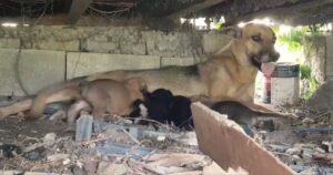 Mamma cagnolina preoccupata per i suoi cuccioli chiede aiuto ad uno sconosciuto