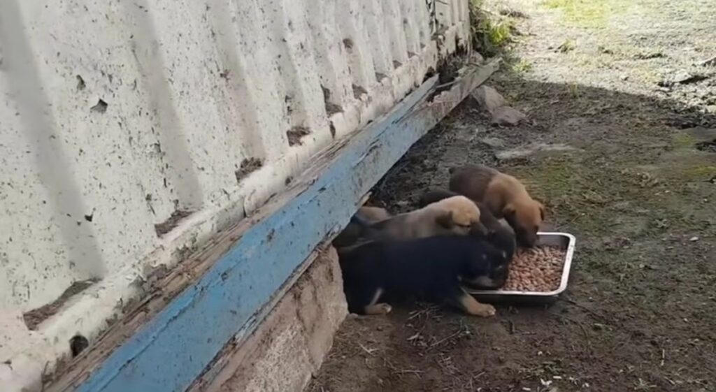 mamma cagnolino sconosciuto