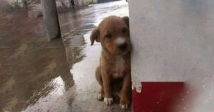 Luna, la cucciola di due mesi che viveva in discarica, viene salvata e cambia vita (VIDEO)