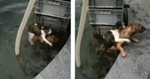 Gatto finisce in un lago e sta per annegare: un cane randagio si tuffa e lo salva (VIDEO)