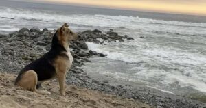 Ogni giorno Vaguito guarda il mare sperando che il padrone torni da lui, ma questo non succederà mai