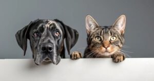 Queste razze di gatti si comportano come dei cani: ecco quali sono