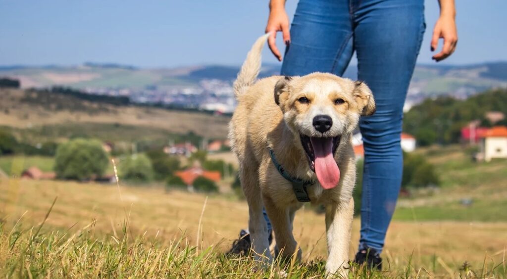 orari bisogni cane