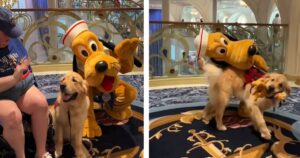 Il cane guida incontra finalmente il suo amato personaggio Disney, Pluto (VIDEO)