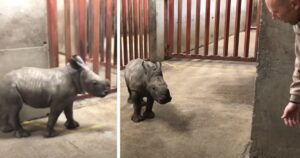 Cucciolo di rinoceronte gioca con il guardiano dello zoo in maniera adorabile (VIDEO)