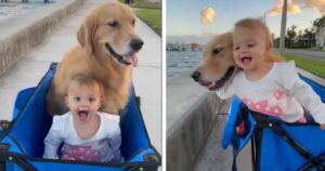 La bambina ed il Golden Retriever si divertono insieme facendo un giro nel carrello (VIDEO)