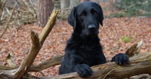 Bambina trova un cane abbandonato e fa di tutto per convincere i genitori ad adottarlo, pure lo sciopero della fame