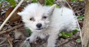 Povero cucciolo piangeva disperato sotto un albero: aspettava che qualcuno lo salvasse (VIDEO)