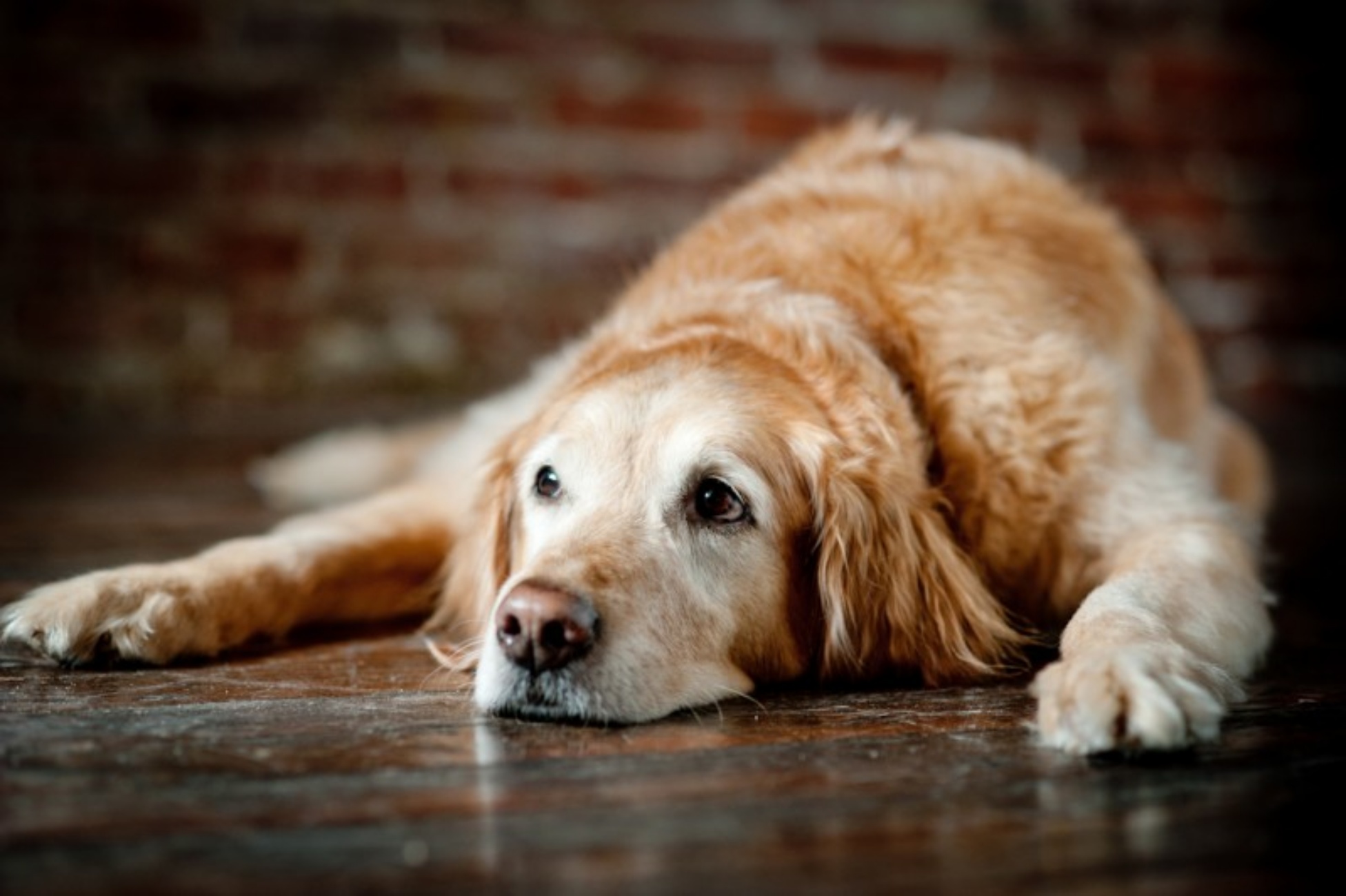 vecchiaia del cane