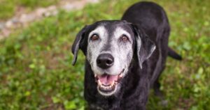 6 consigli per far vivere al tuo cane una vecchiaia sana e felice