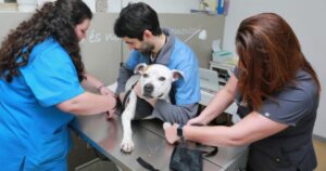 Cani e gatti potranno essere curati negli ospedali veterinari pubblici: avranno anche un’ambulanza (VIDEO)