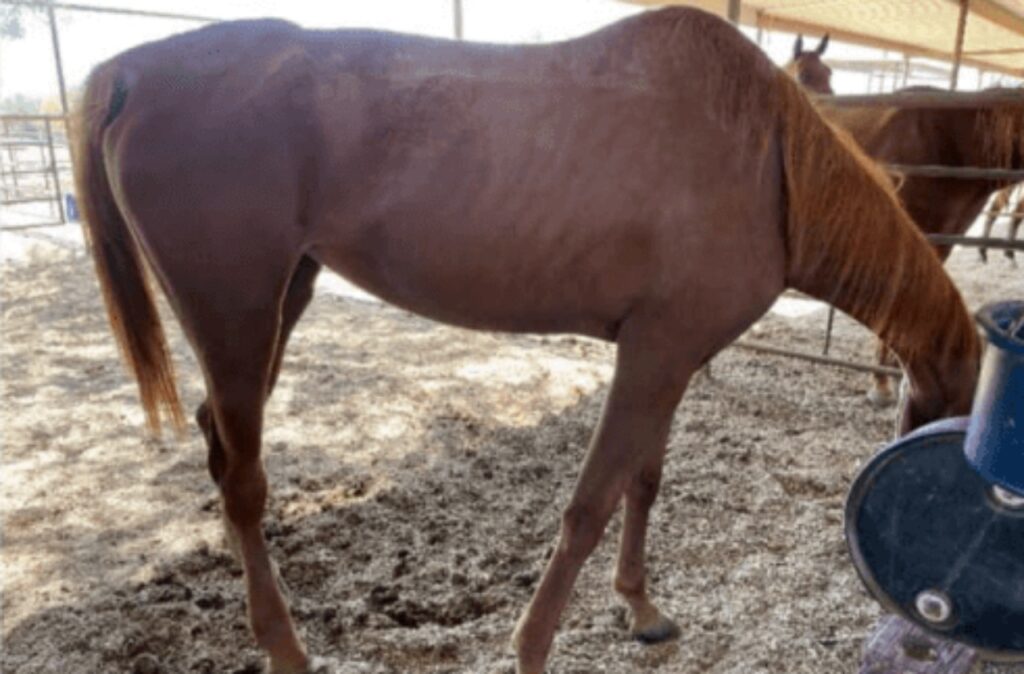 Cavallo salvato dalla sete e dalla fame