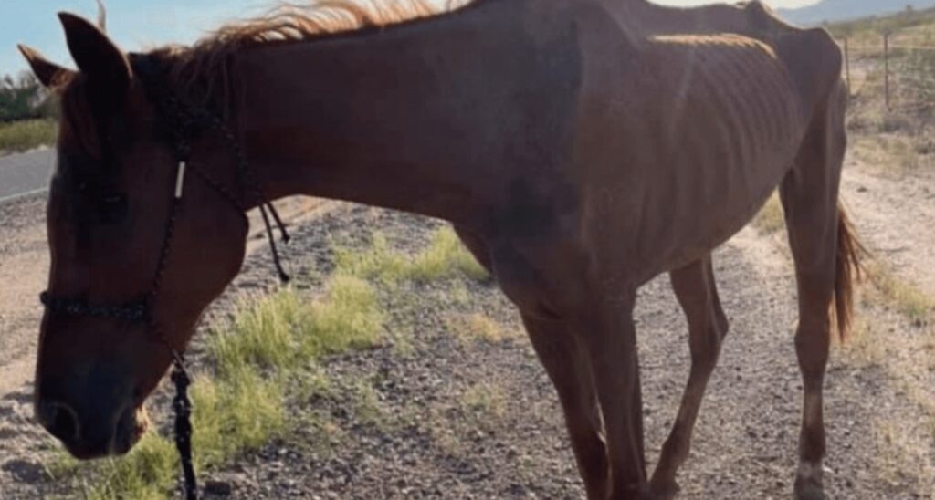 Cavallo salvato dalla sete e dalla fame