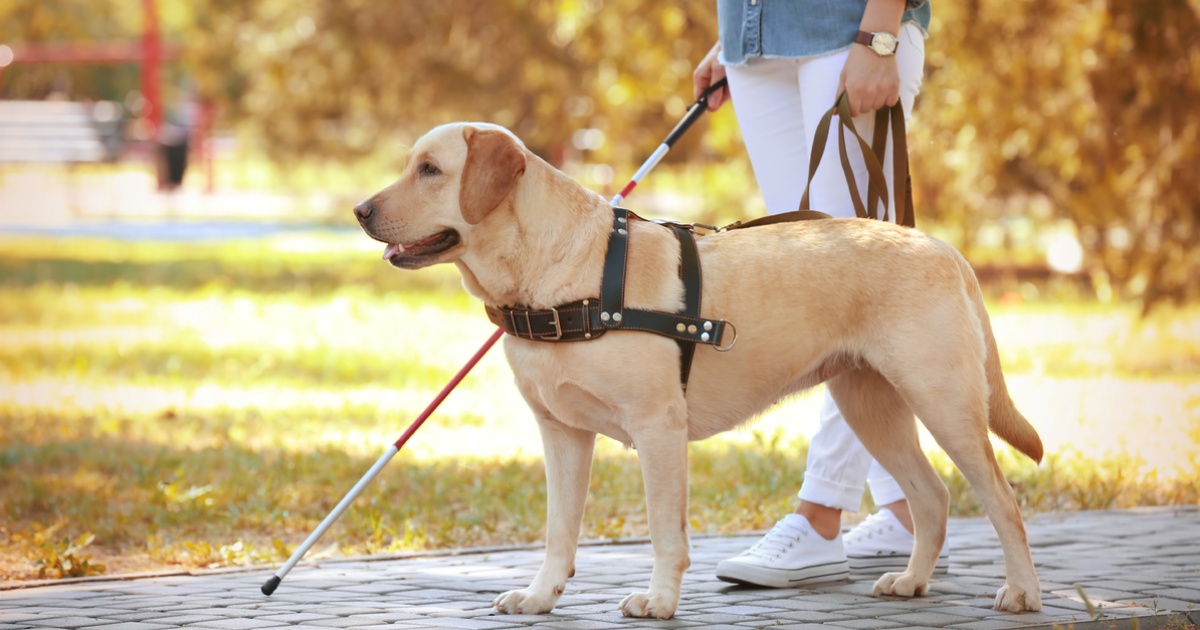 costo cane guida