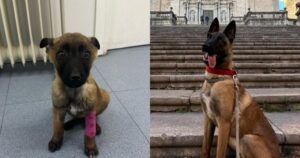 Cucciolo abbandonato dal veterinario ottiene una seconda possibilità: ora è un cane poliziotto (VIDEO)