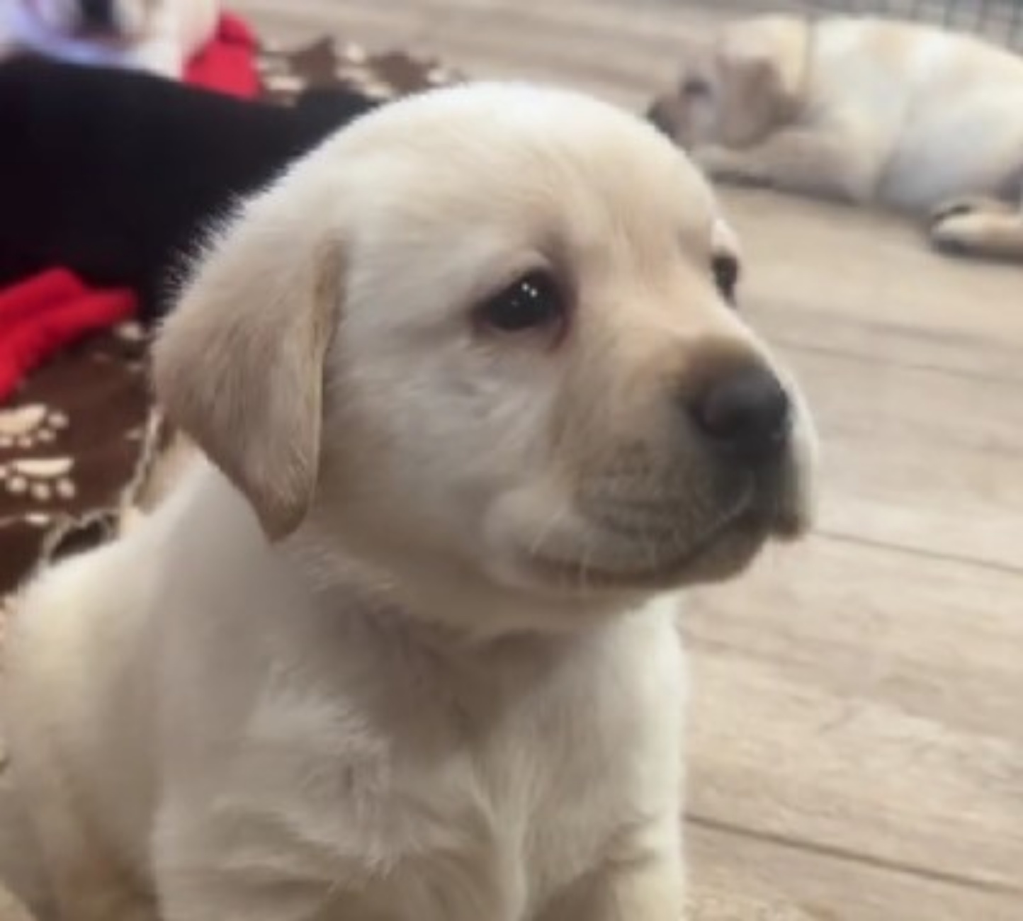 cucciolo di Labrador