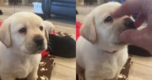 Cucciolo di Labrador ama giocare, ma quando il suo umano lo tocca non la prende bene (VIDEO)