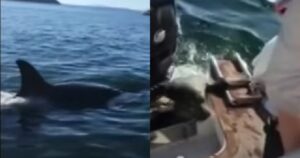 Foca si salva dall’attacco di un’orca saltando su una barca (VIDEO)