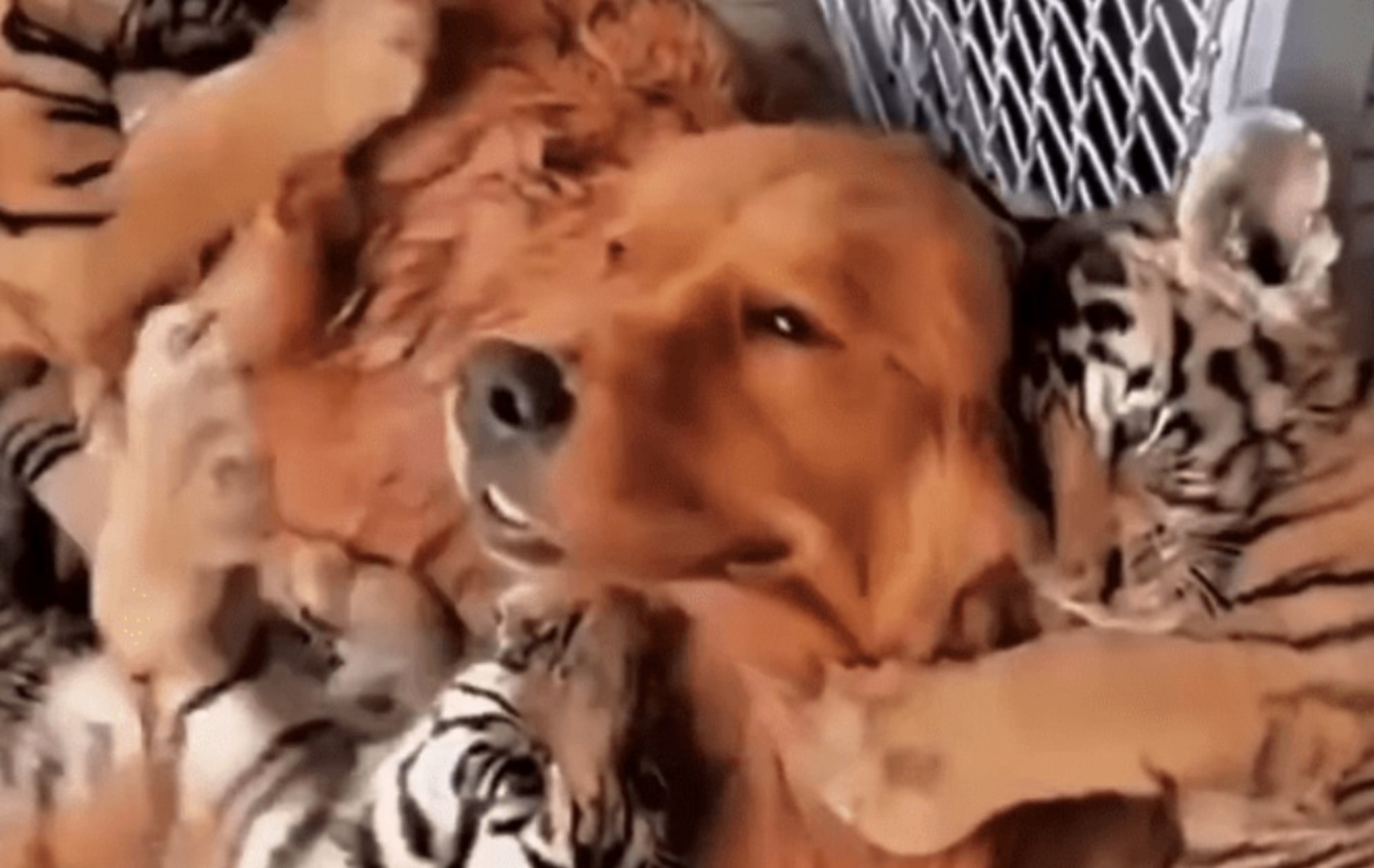 Golden Retriever e cuccioli di tigre