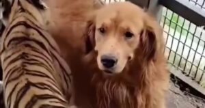 Golden Retriever adotta cuccioli di tigre orfani e li tratta come fossero suoi figli (VIDEO)