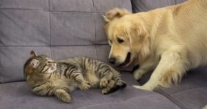 Golden Retriever cerca di fare amicizia con un gatto e fa divertire il web (VIDEO)