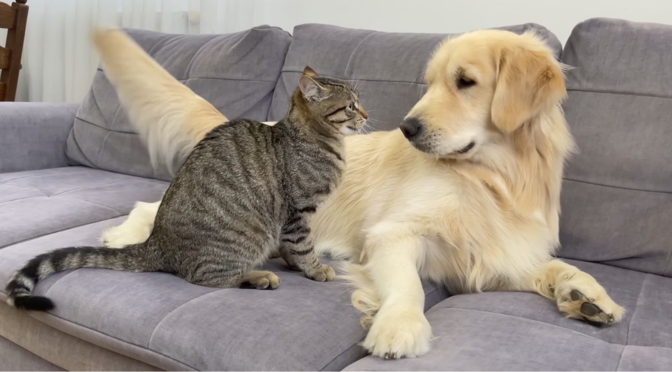 gatto e Golden Retriever diventano amici