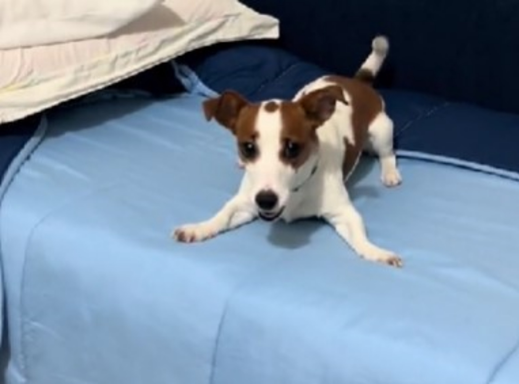 Jack Russell odia le salviette