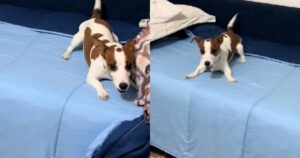 Jack Russell odia le salviette: quello che fa quando la sua umana prova a pulirlo è fantastico (VIDEO)