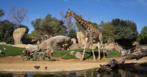 La morte della giraffa Julio riaccende il dibattito sulla chiusura degli zoo (VIDEO)