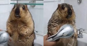 Marmotta fa per la prima volta il bagnetto e fa innamorare tutti (VIDEO)