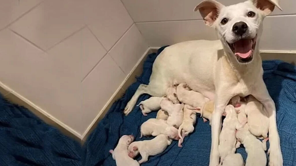 Cagnolina incinta abbandonata davanti al rifugio