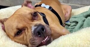 Un Pitbull con 4 zampe paralizzate ha lottato duramente per la sua vita