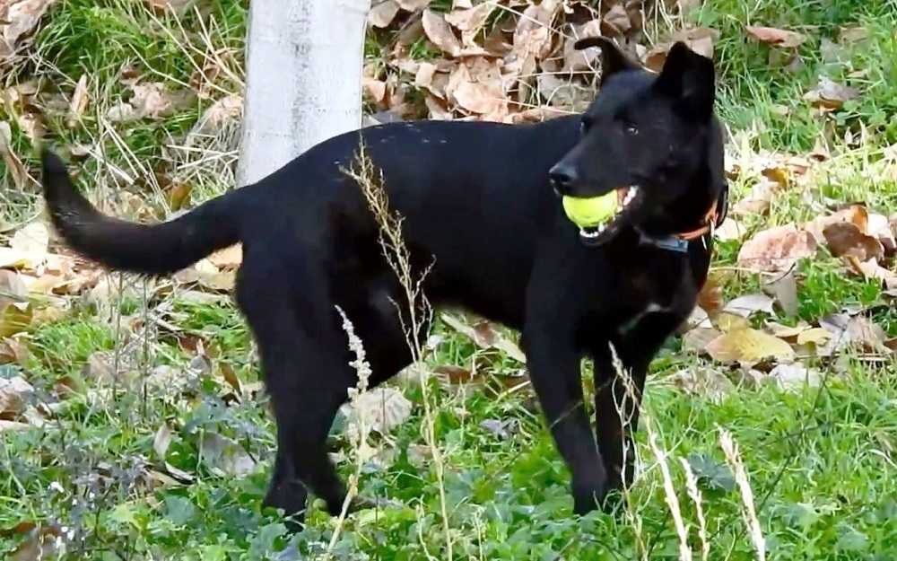 Questo povero cagnolino era un mucchietto d'ossa