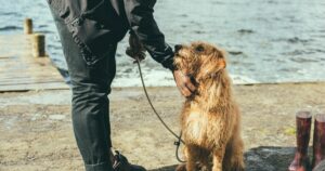 Sai qual è il modo corretto per salutare un cane?