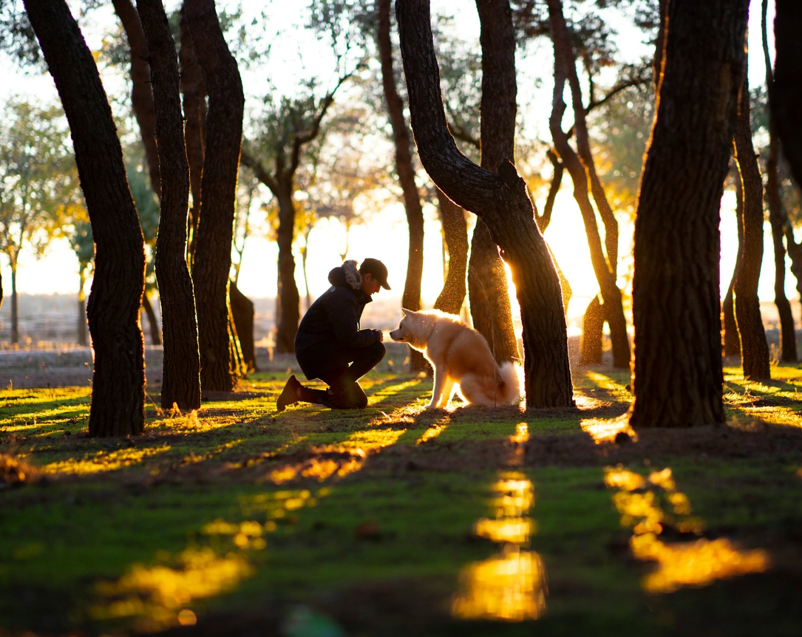 qual è il modo corretto per salutare un cane