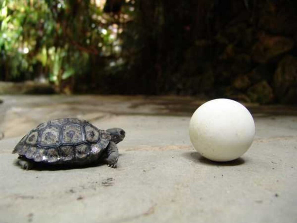 Una mamma tartaruga centenaria