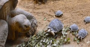 Una mamma tartaruga centenaria, la speranza per una specie in via di estinzione (VIDEO)